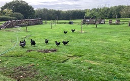 Chickens poultry for sale: Burford Brown X Copper Black Maran - Image 3