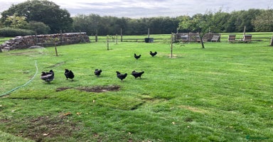 Chickens poultry - Advert 5