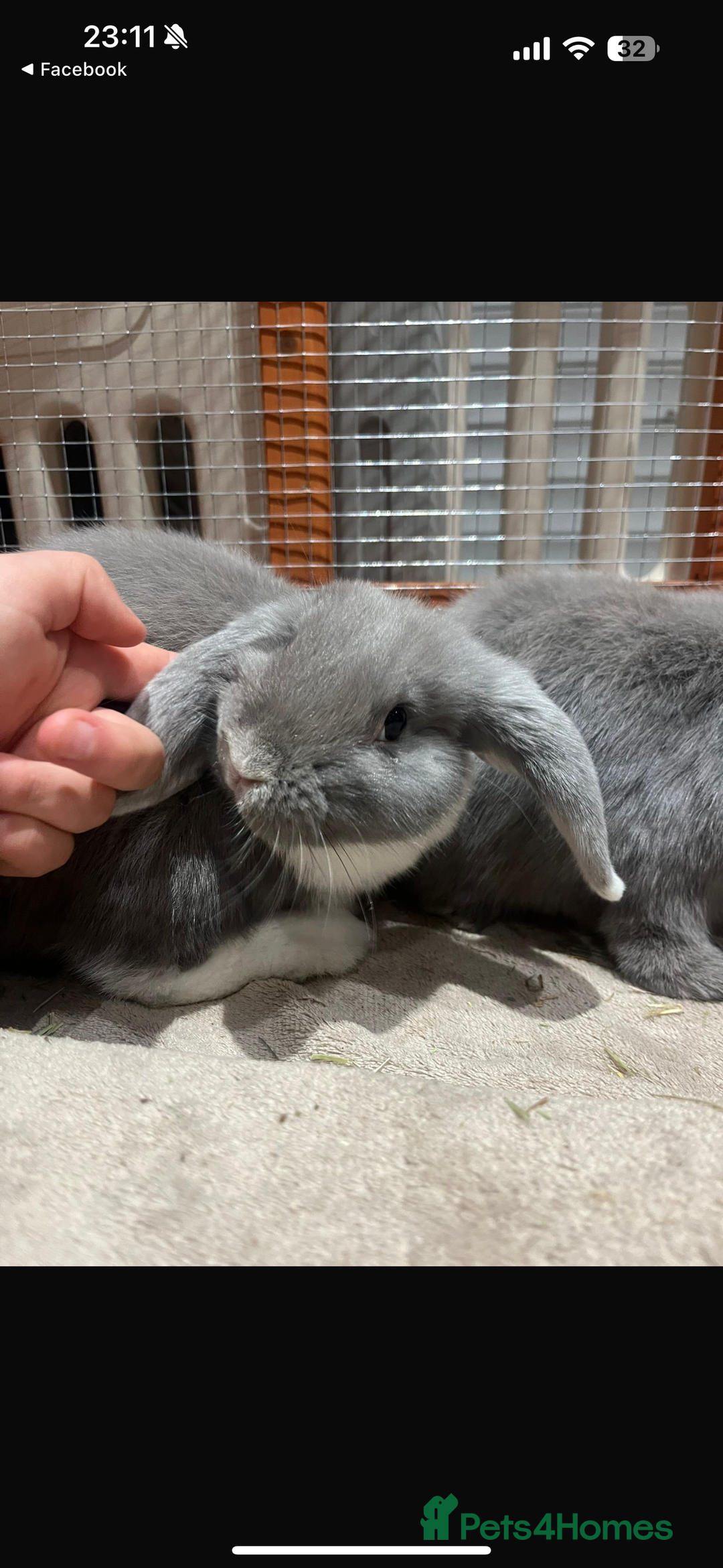 English Lop rabbits for sale: 2 female Beautiful rabbits for sale mini lops - Image 6