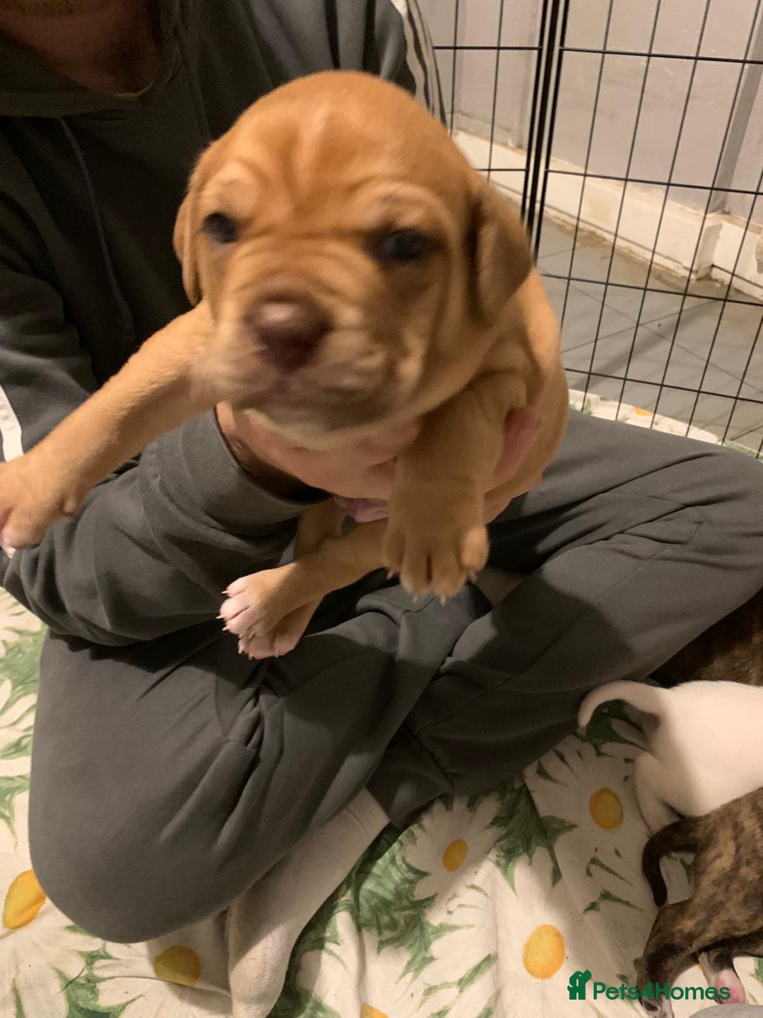 Mixed Breed dogs for sale: Bullmastiff x mixed breed  - Image 9