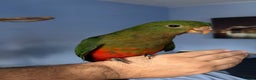 Parrots birds for sale: Hand reared king parrots - Advert 2