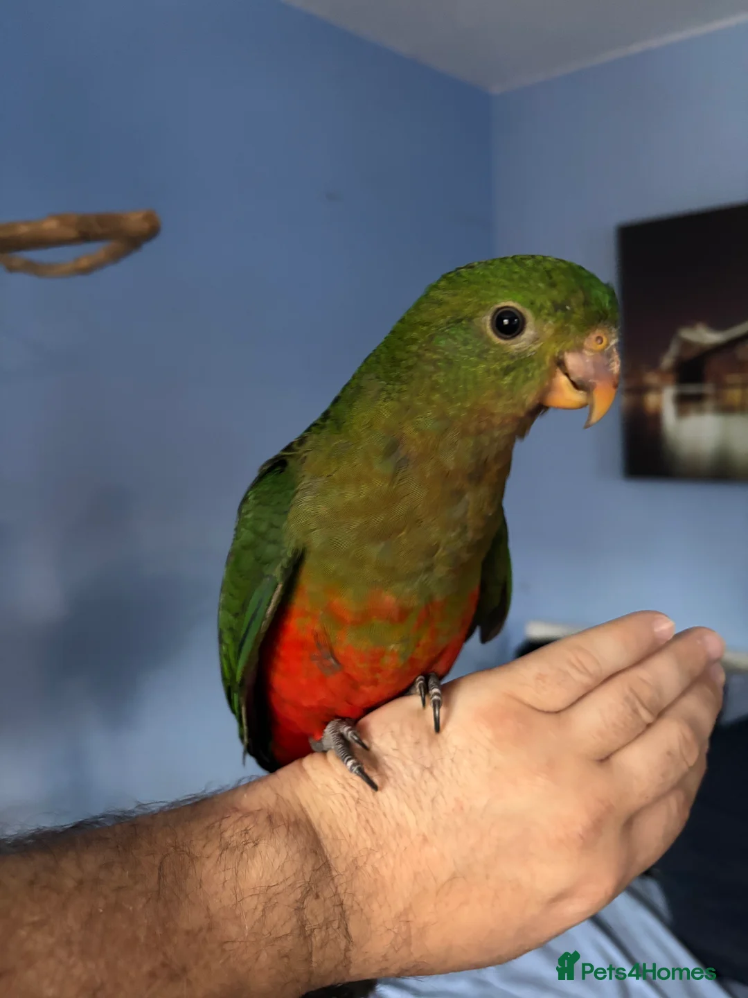 Parrots birds for sale: Hand reared king parrots - Advert 2