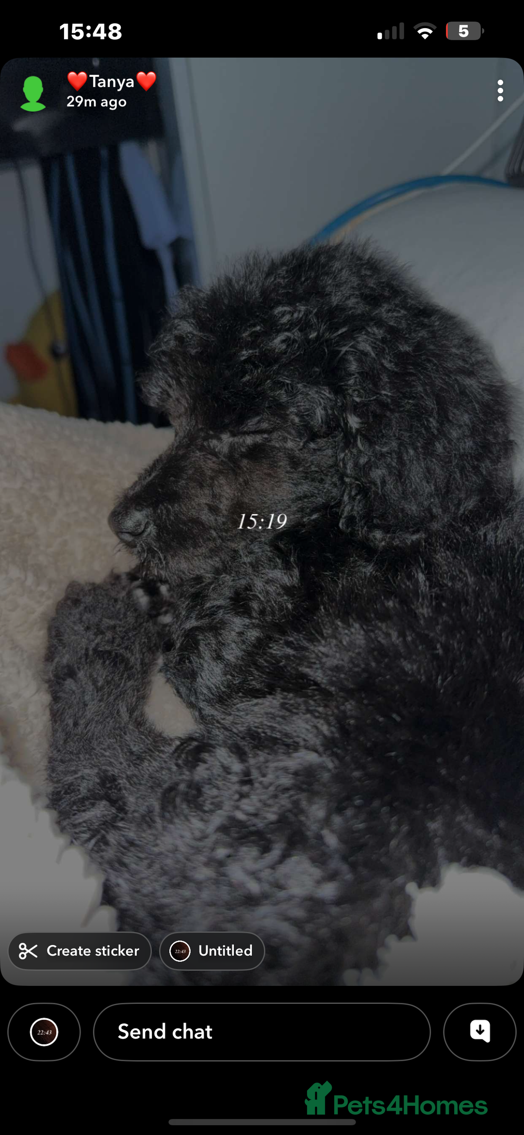 Standard Poodle dogs for sale: KC REGISTERED STANDARD POODLE - Advert 3