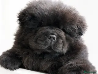 Chow Chow dogs 🧸🧸Beautiful Chow Chow Puppies🧸🧸 - Advert 12