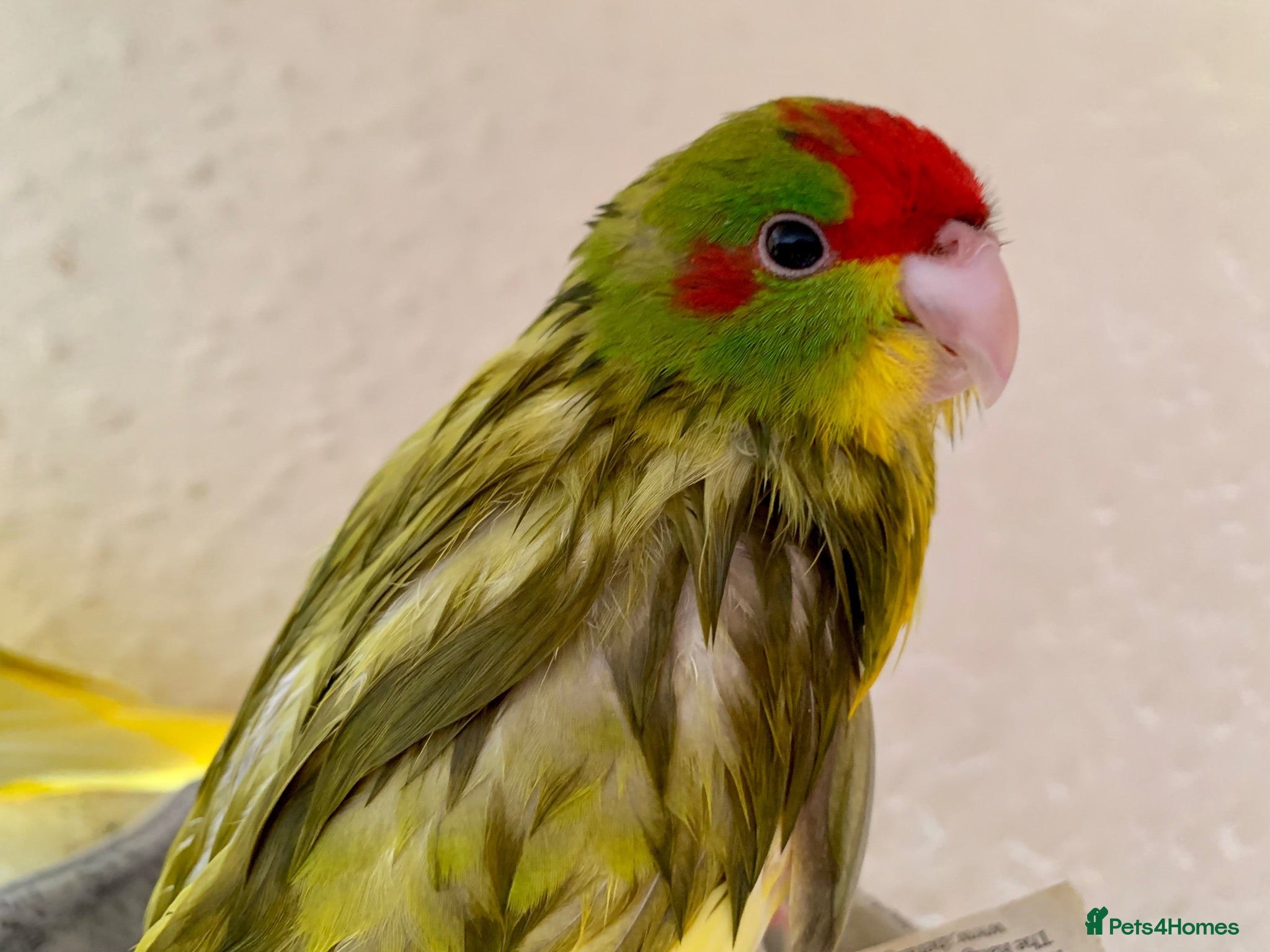 Parakeets birds 4 Hand Reared Baby Kakarikis  - Advert 1