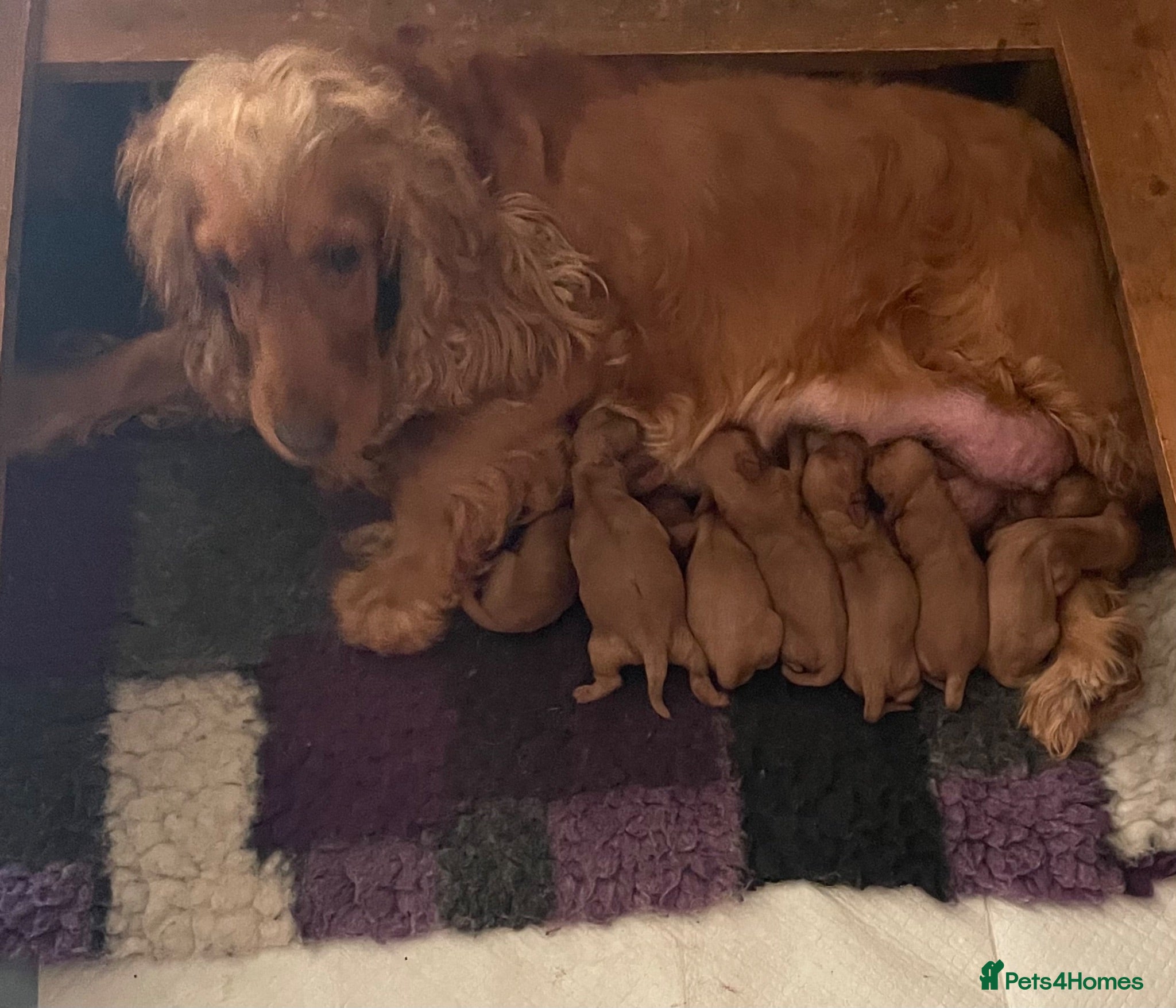 Cockapoo dogs *Health Tested through Parentage*F1 Cockapoo’s - Advert 1