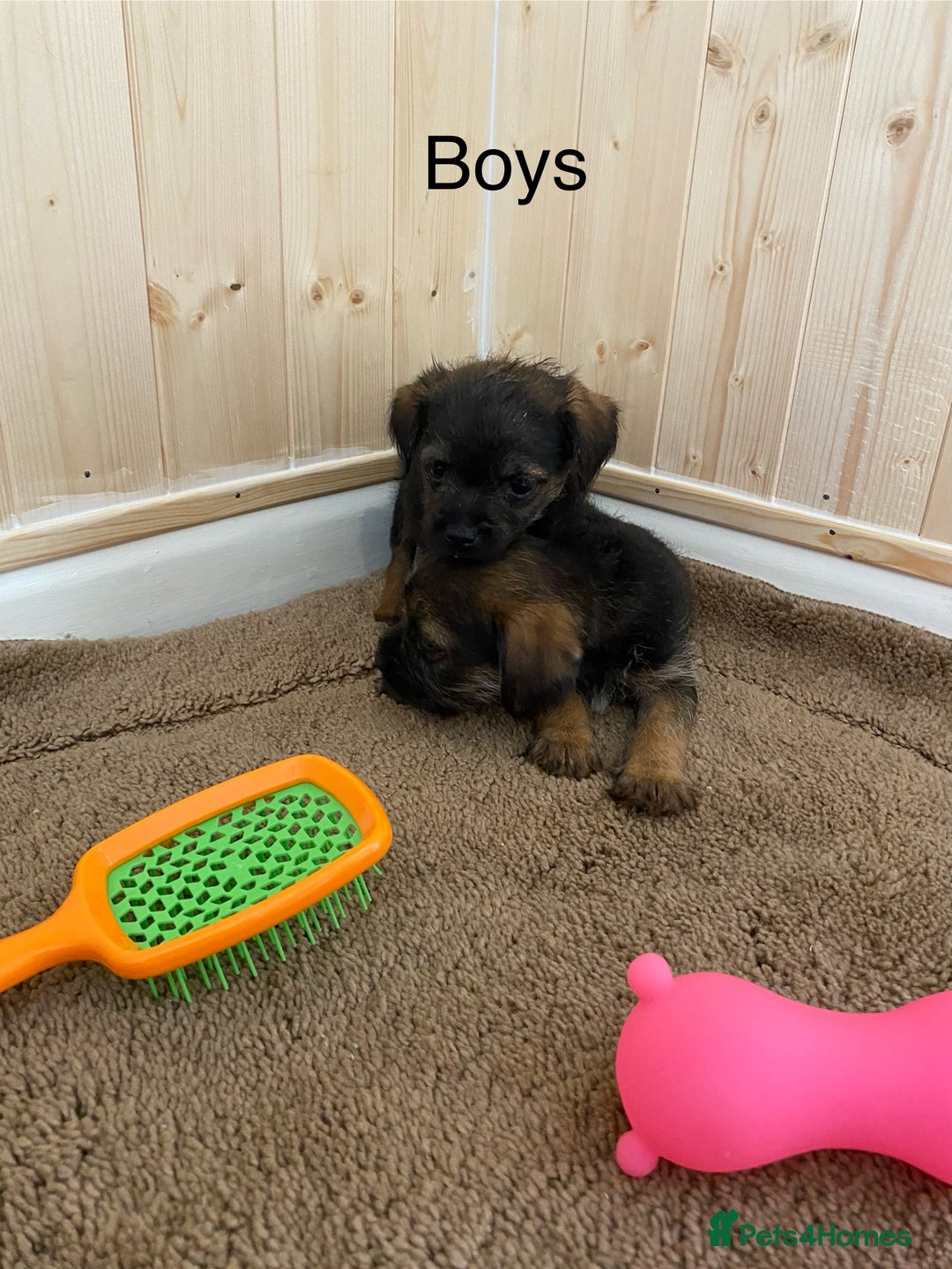 Border Terrier dogs for sale: Border terrier pups  - Image 6