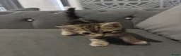 Bengal cats for sale: Bengal kittens mixed litter beautiful rare coats - Advert 8