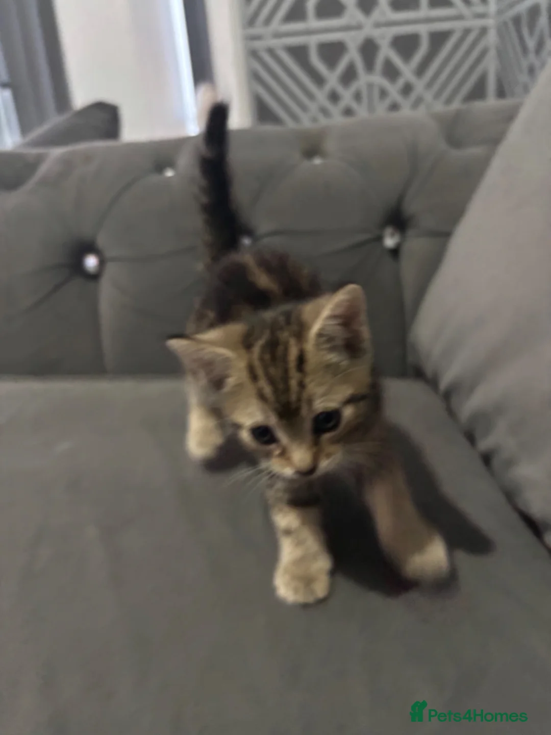 Bengal cats for sale: Bengal kittens mixed litter beautiful rare coats - Advert 15