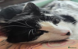 British Shorthair cats for sale: Male approx 6 months black & white - Image 7