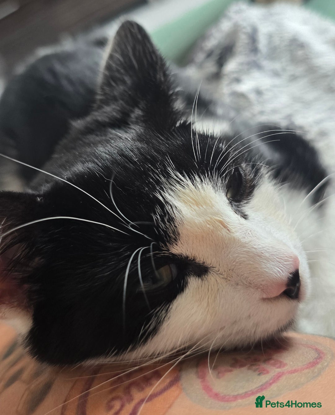 British Shorthair cats for sale: Male approx 6 months black & white - Image 7