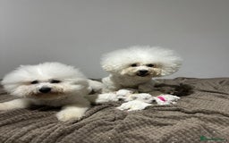 Bichon Frise dogs for sale: Pure Pedigree Champion Bloodline Bichon Frise  - Image 4