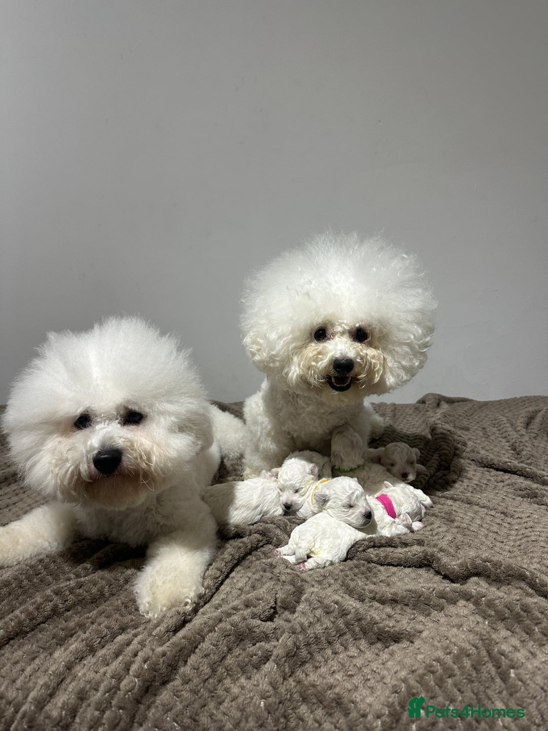Bichon Frise dogs for sale: Pure Pedigree Champion Bloodline Bichon Frise  - Image 4