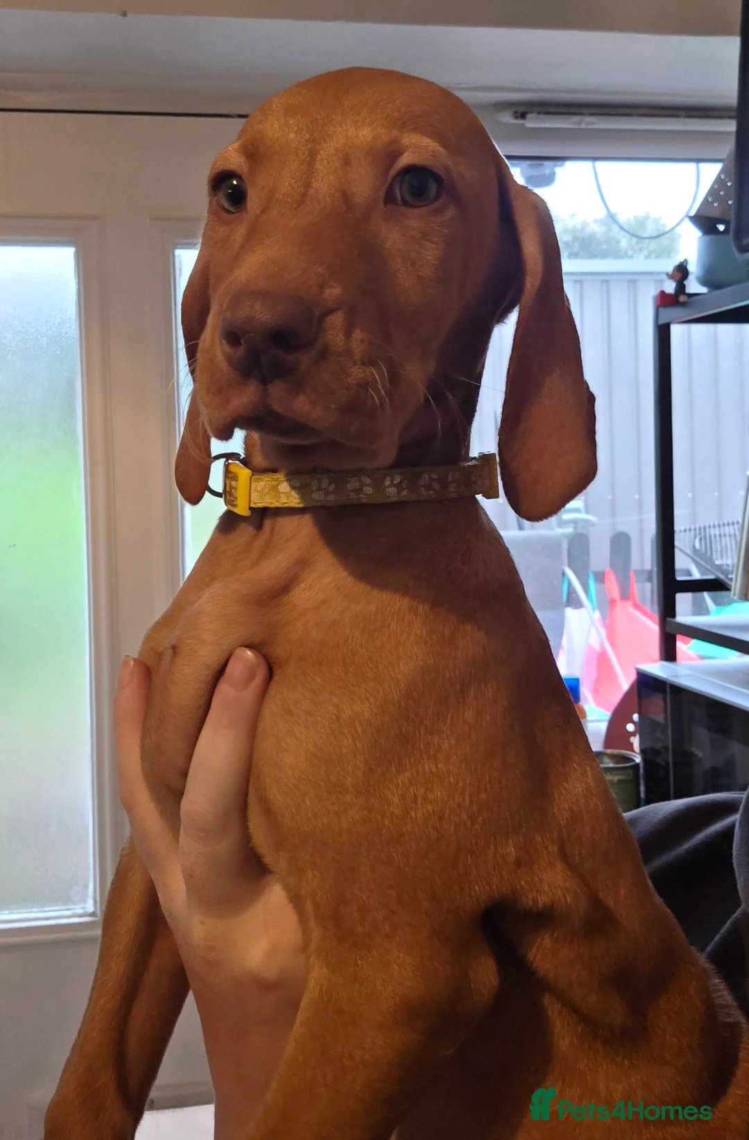 Hungarian Vizsla dogs for sale: ***Ready Now*** Hungarian Vizsla Puppies  - Advert 2