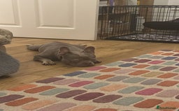 French Bulldog dogs for sale: Male 1 year old Frenchie looking for a new home - Image 2