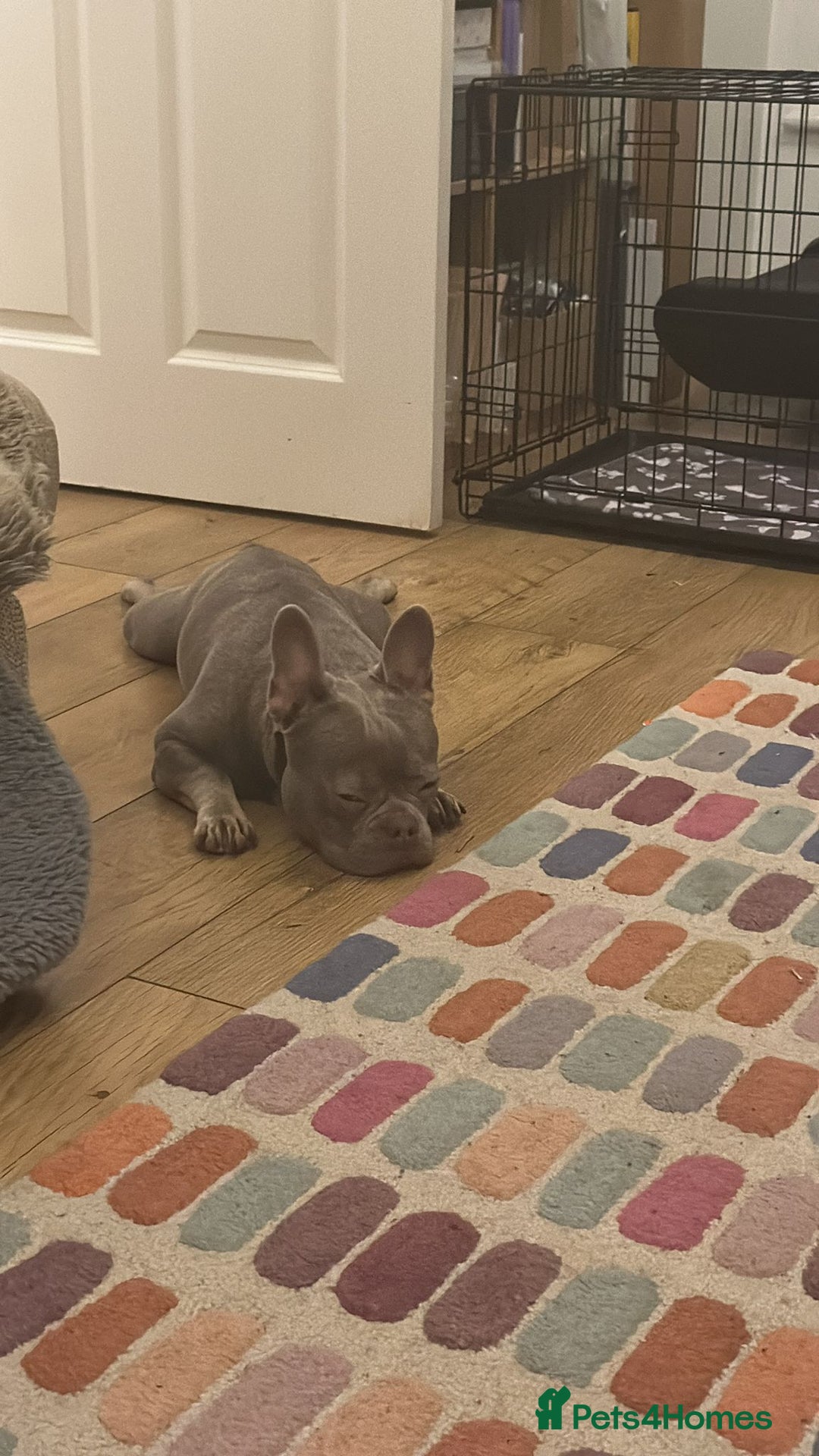 French Bulldog dogs for sale: Male 1 year old Frenchie looking for a new home - Image 2