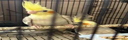 Cockatiels birds for sale: Young Cockatiels - Advert 6