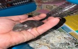 Hamster rodents for sale: Baby hamsters for sale - Image 5