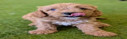 Cavapoo dogs for sale: Advanced trained cavapoos  - Advert 3
