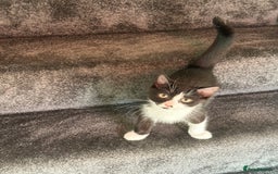 Domestic Shorthair cats for sale: Two Adorable 13-Week-Old Female Kitten - Image 5