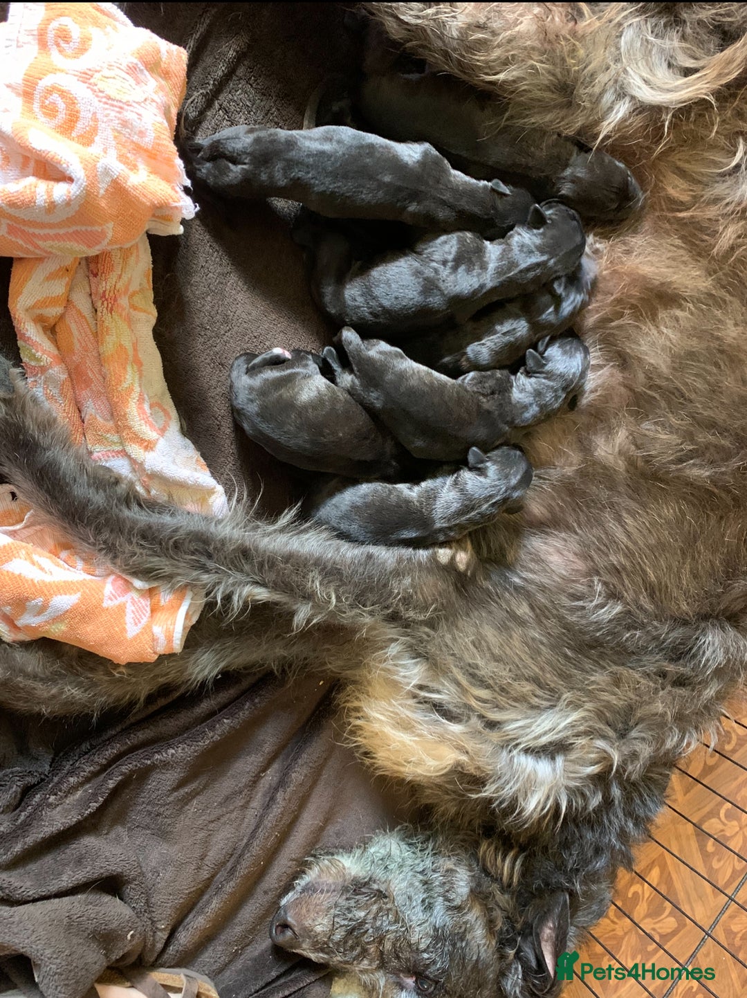 Deerhound dogs for sale: KC Reg Pedigree Scottish Deerhound Puppies - Advert 2