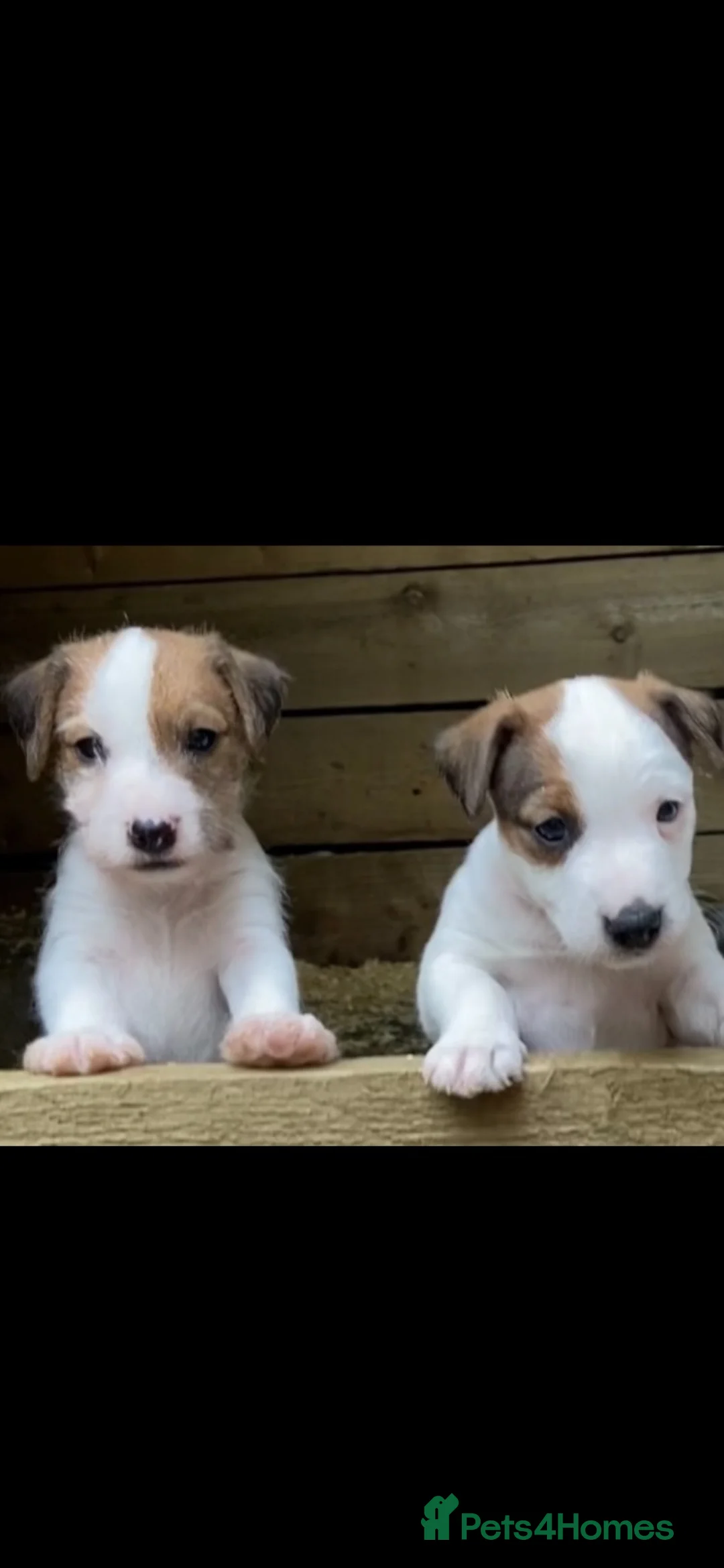 Jack Russell dogs for sale: 4 beautiful jack Russell pups  in Treorchy - Advert 10