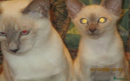 Siamese cats for sale: siamese blue point boy - Image 1