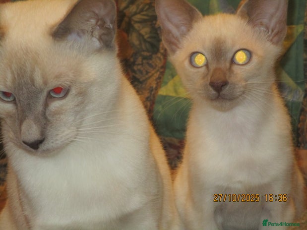 Siamese cats - Advert 2