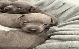 Staffordshire Bull Terrier dogs for sale: 💙💙Champion bloodline blue staffy pups !!!💙💙 - Image 10