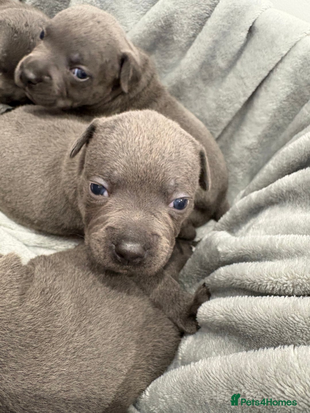 Staffordshire Bull Terrier dogs for sale: 💙💙Champion bloodline blue staffy pups !!!💙💙 - Image 10