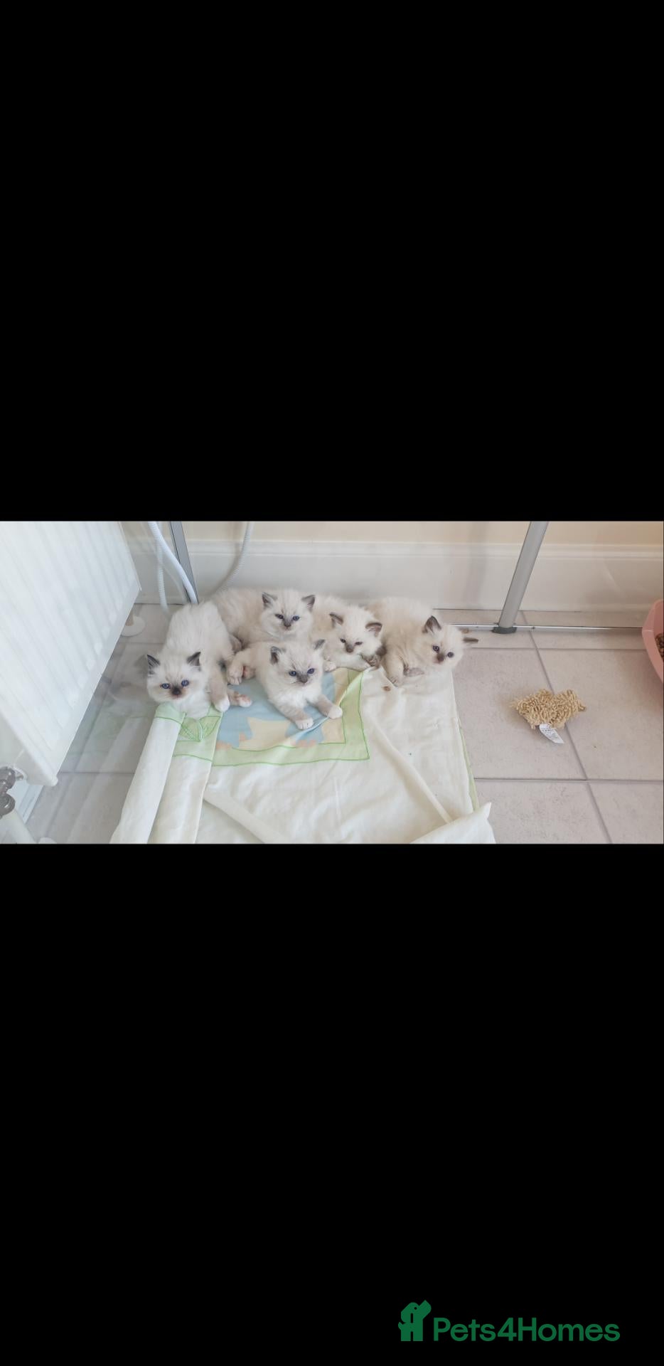 Ragdoll cats Lovely Ragdolls: Fully Vaccinated & HCM/PKD Clear - Advert 1