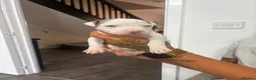 Staffordshire Bull Terrier dogs for sale: Puppys puppys puppys - Advert 15