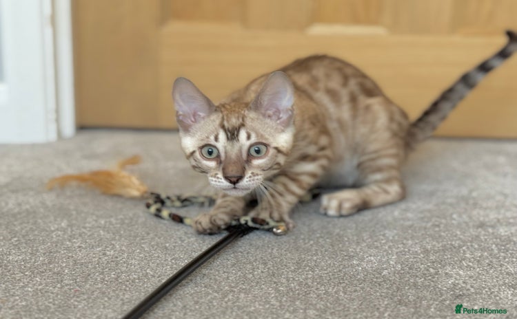 Bengal cats - Advert 1