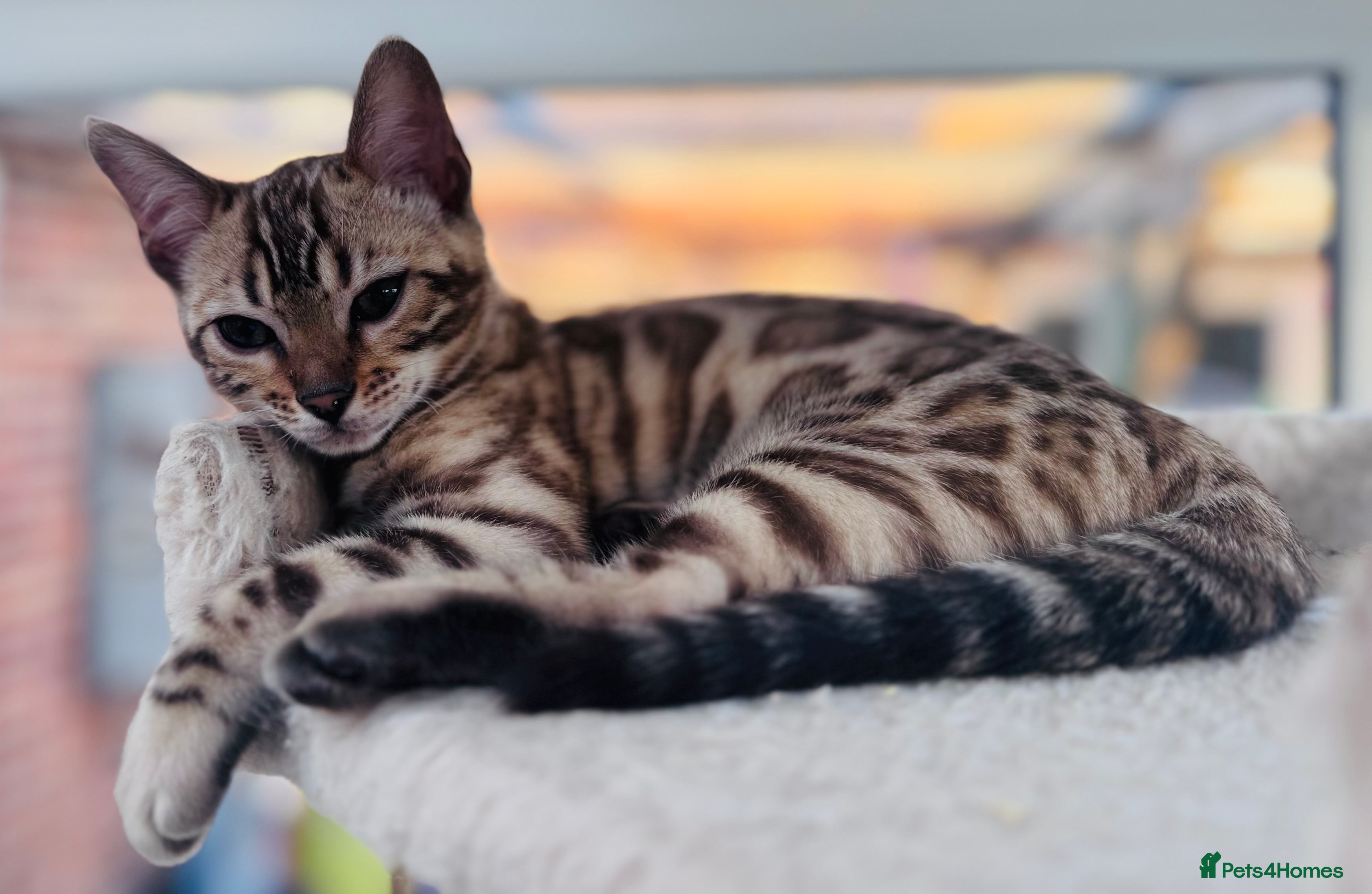 Bengal cats Mink Female Bengal Kitten. Ready to Leave NOW - Advert 8