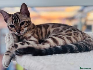 Bengal cats Mink Female Bengal Kitten. Ready to Leave NOW - Advert 6