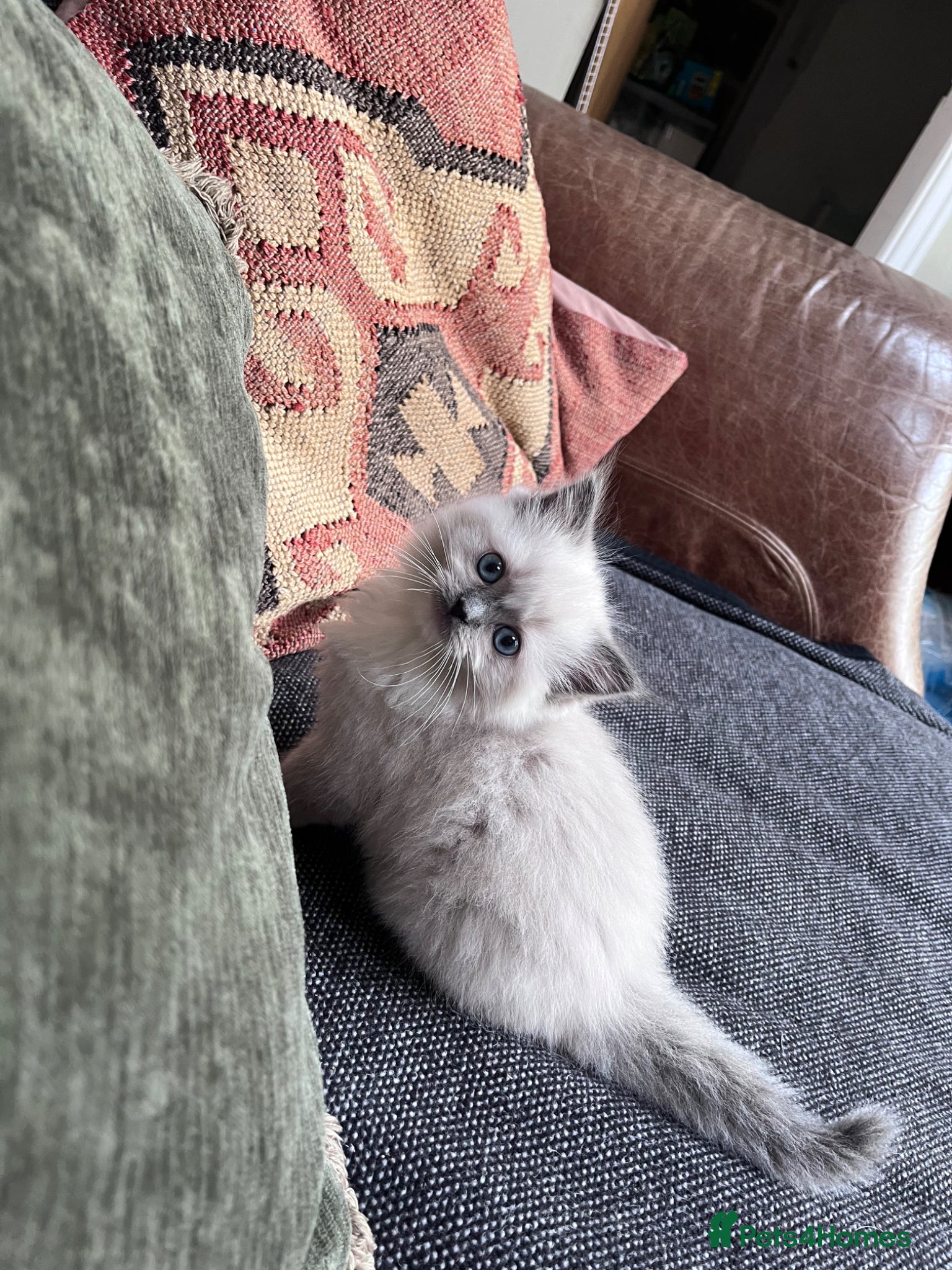Ragdoll cats Stunning ragdoll kitten *ready to leave* - Advert 12