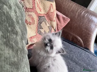 Ragdoll cats Stunning ragdoll kitten *ready to leave* - Advert 12