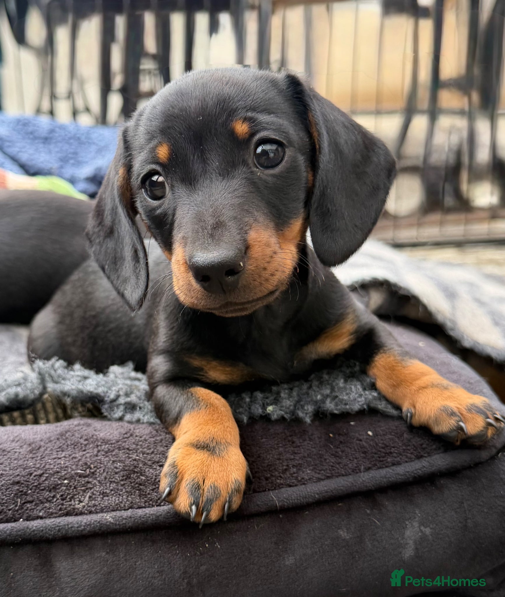 Miniature Dachshund dogs Last of the sausage squad – gorgeous little boy! - Advert 2