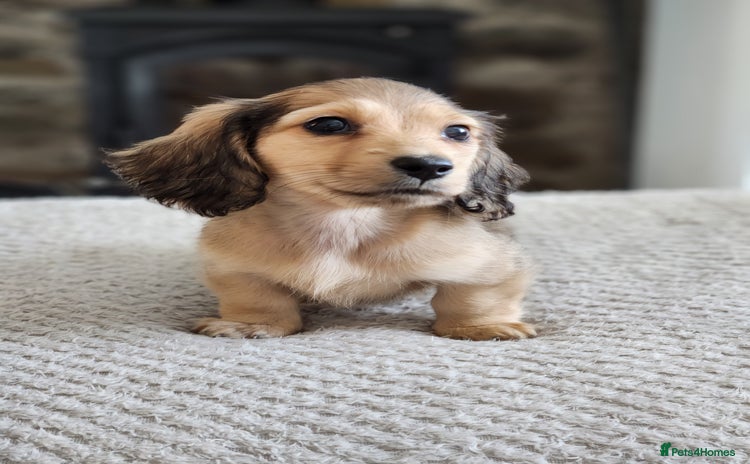 Miniature Dachshund dogs - Advert 3