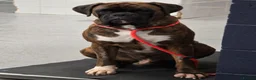 Boxer dogs for sale: KC Registered Boxer Puppies - health tested - Advert 24