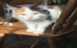Mixed Breed cats for sale: 3 loveable playful kittens  - Image 7