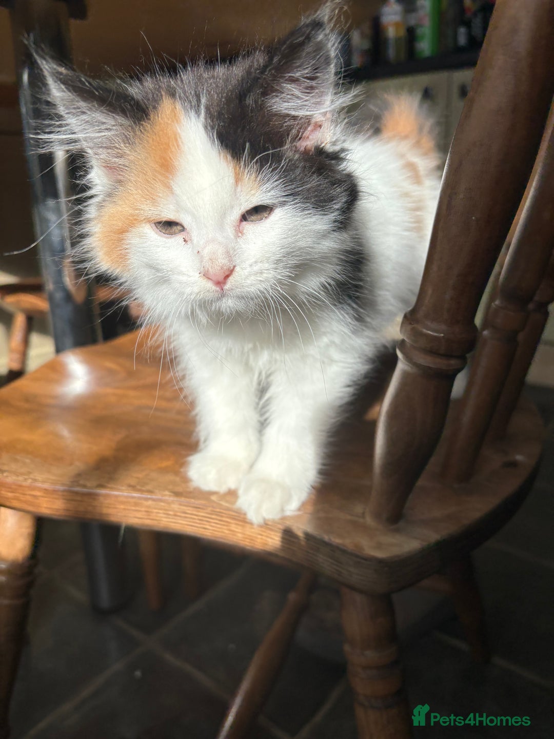 Mixed Breed cats for sale: 3 loveable playful kittens  - Image 7