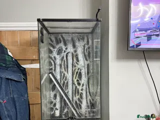 Mixed Breed reptiles VIVARIUM FOR SALE - Advert 2