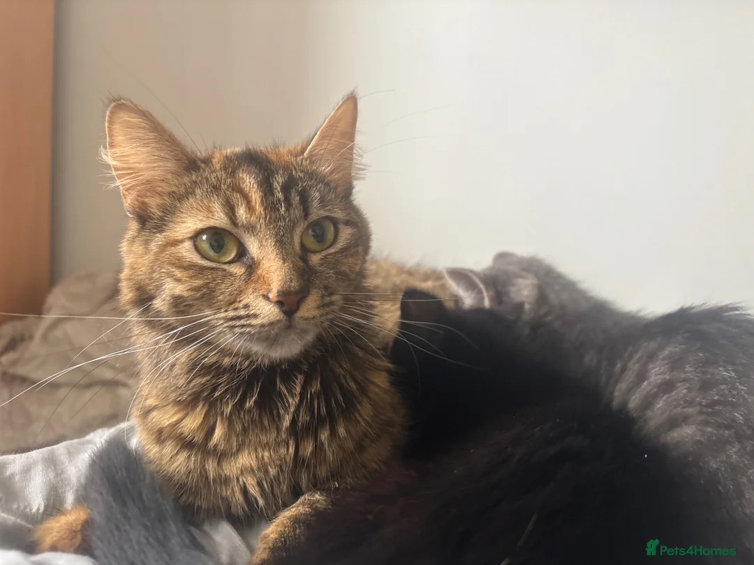 Mixed Breed cats for sale: Blue Siberian Maine coon - Advert 1