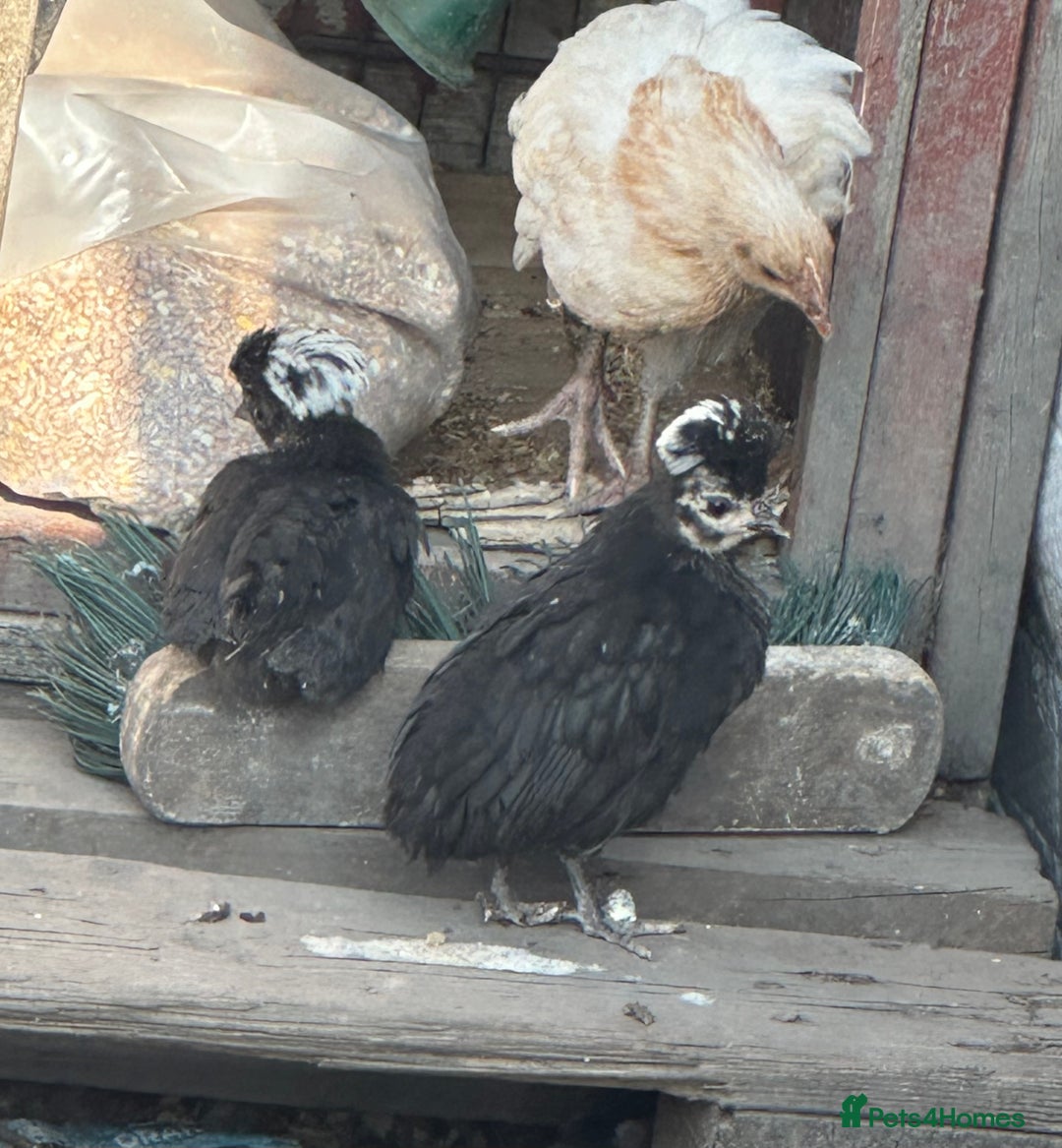 Chickens poultry for sale: Poultry for sale  in Chelmsford - Image 6