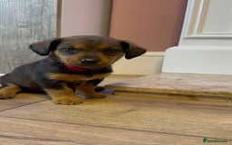 Mixed Breed dogs for sale: ONE PUPPY Left Pomsky x miniature dachshund pups  - Image 4