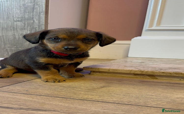 Mixed Breed dogs - Advert 1