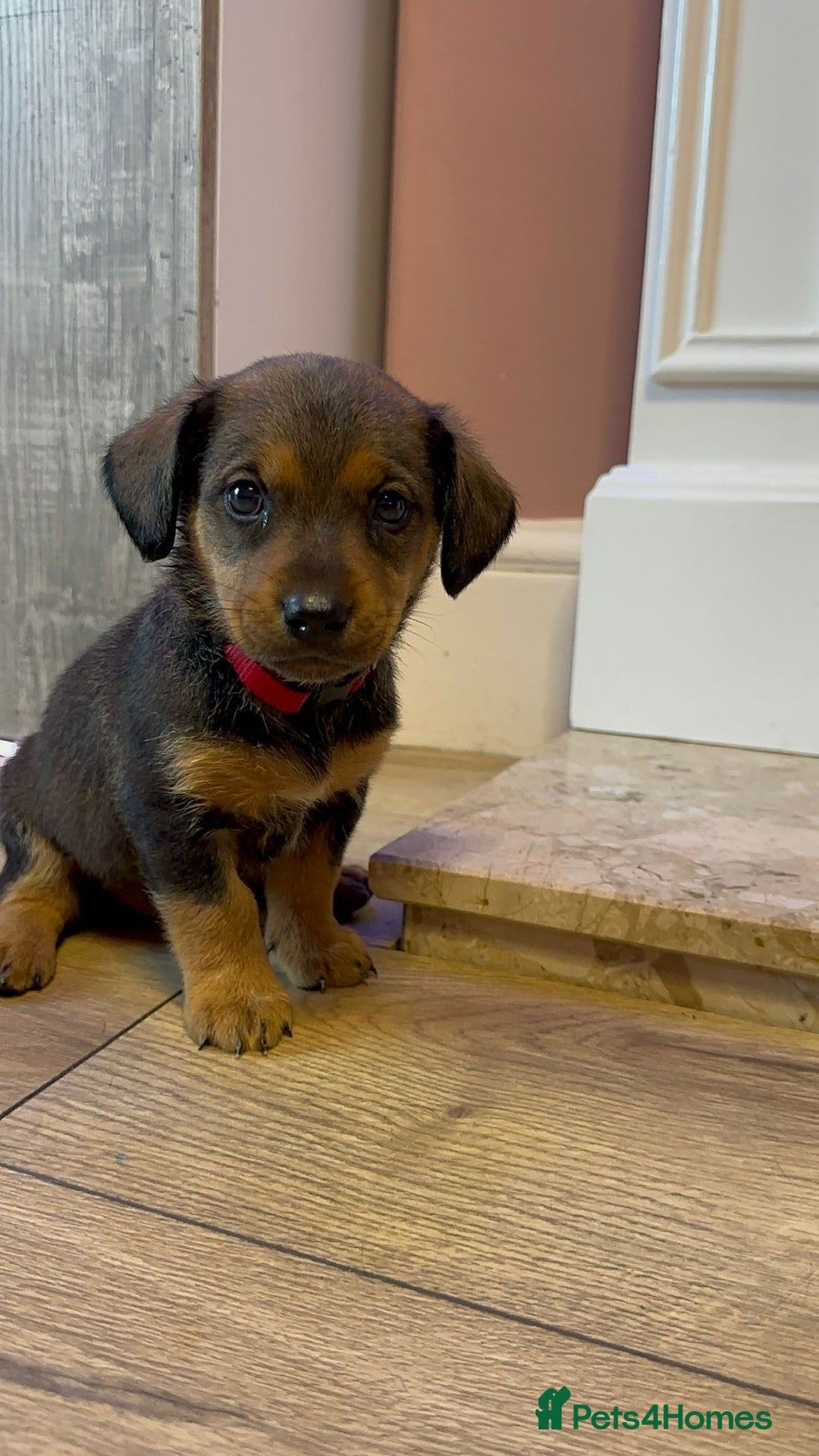 Mixed Breed dogs for sale: ONE PUPPY Left Pomsky x miniature dachshund pups  - Image 4