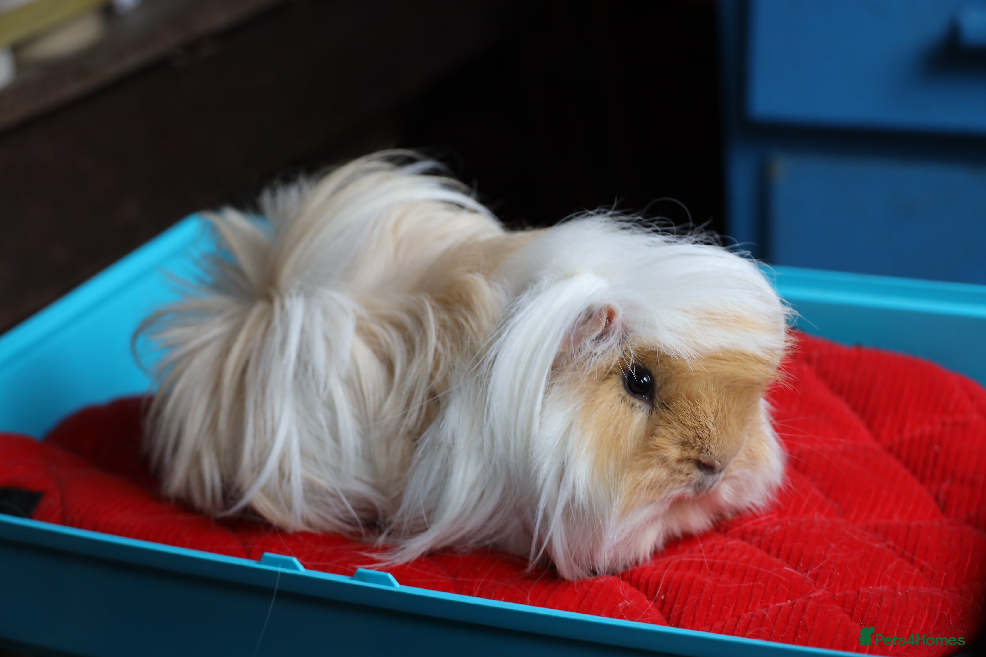 Guinea Pig rodents Peruvian long haired Boar 8 months old - Advert 16