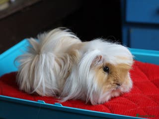 Guinea Pig rodents Peruvian long haired Boar 8 months old - Advert 21